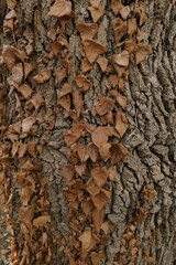Dried autumn leaves on tree bark