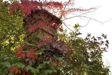 An old pipe overgrown with branches and autumn leaves.