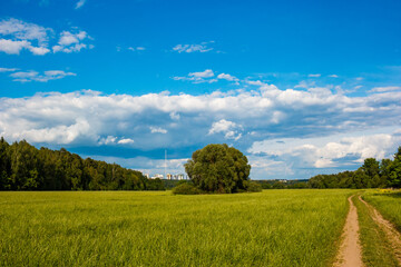 Obraz premium Expansive green meadow under a bright blue sky with fluffy clouds. A solitary tree stands grandly, while a winding dirt path beckons. Distant urban skyline peeks through the trees