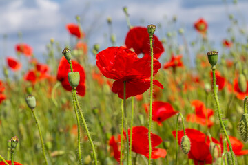 Papaver rhoeas or common poppy, red poppy is an annual herbaceous flowering plant in the poppy family, Papaveraceae, with red petals