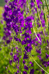 Consolida orientalis. Eastern Larkspur. Bright purple flowers on a green meadow