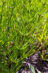 Horsetail field Equisetum arvense grows in the wild