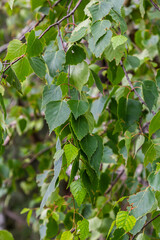 Detail of leafs and blossom of Betula pendula tree, silver birch
