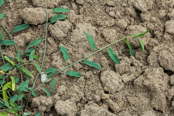 Field bindweed or Convolvulus arvensis European bindweed Creeping Jenny Possession vine herbaceous perennial plant with open and closed white flowers surrounded with dense green leaves