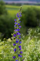 The Echium vulgare flower is a species of herbaceous plant, family Boraginaceae
