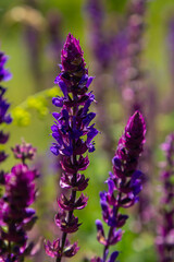 Fototapeta premium Salvia nemorosa, forest sage, beautiful bright color, violet blue flowers in bloom, muscadine flowering ornamental plants in the garden