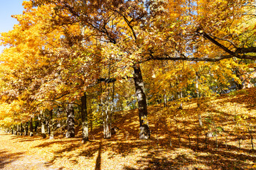 Vibrant autumn foliage in a park on a sunny October day, Riga, Latvia. The brief autumn beauty of the environment.	