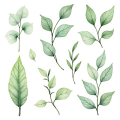 Watercolor green leaves elements collection botanical vector isolated on white background