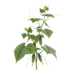 A healthy green cucumber plant with developing fruits and tendrils growing upwards isolated on transparent background