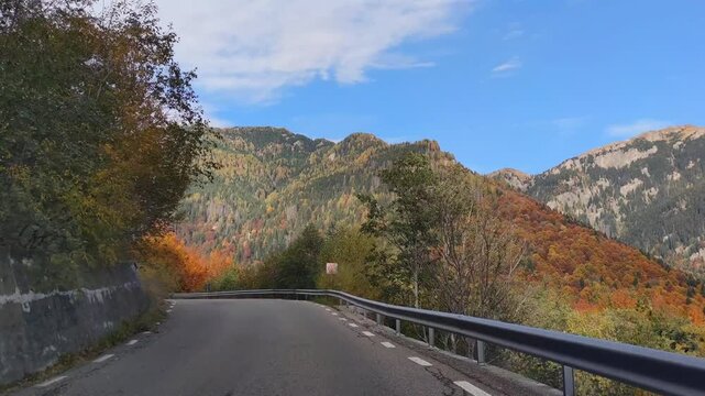 Beautiful trees with autumn leaf colors at Transbucegi mountain road in southern Carpathian Mountains, Romania.