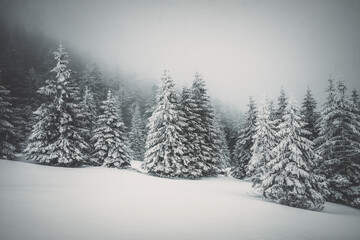 Naklejka premium Christmas background with snowy fir trees