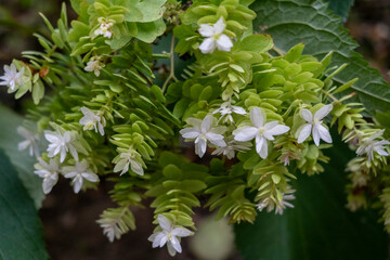 flower closeup with many details of hydrangea with blurred background