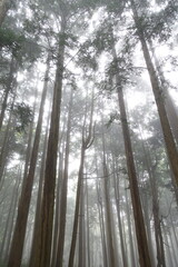 霧に包まれる森