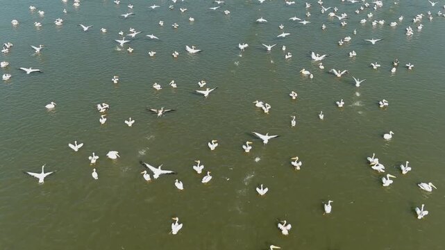 Drone view pelicans in northern Israel lake

Aerial footage of white pelicans gathering and flying over a calm lake in northern Israel during migration season.
