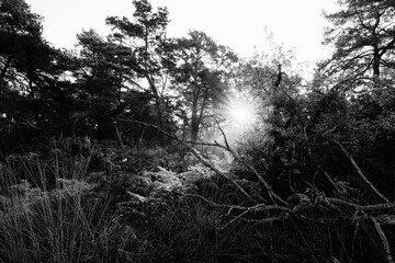 Sunrise in the Franchard Gorges. Fontainebleau forest