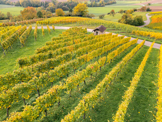Weinreben im herbstlichen Weingut