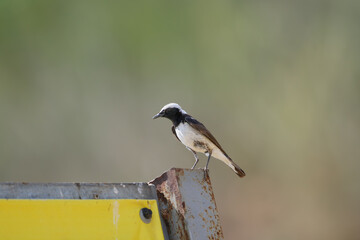 A young pied wheatear (Oenanthe pleschanka) is photographed perched on a metal fence against a blurred background