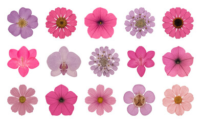 Vibrant pink and purple flowers