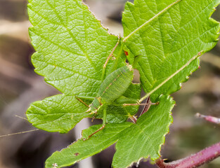 Punktierte Zartschrecke, Leptophyes punctatissima