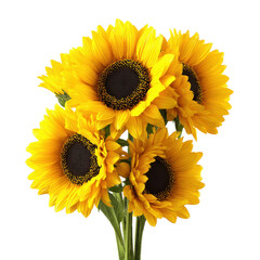 four yellow sunflowers in bloom floral arrangement nature plant isolated on white transparent background image