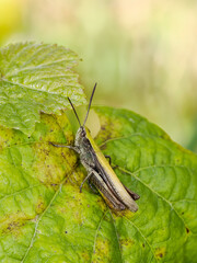 Grashüpfer (Chorthippus dorsatus)