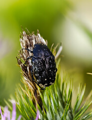 Trauer-Rosenkäfer (Oxythyrea funesta)