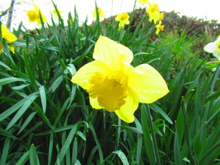 Daffodil flower in spring