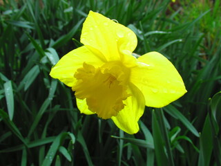 Daffodil flower in spring