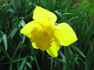 Daffodil flower in spring
