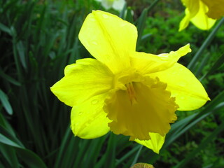 Daffodil flower in spring