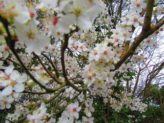 Cherry tree in Guildford, England 