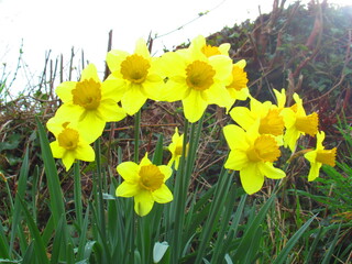 Daffodil flower in spring