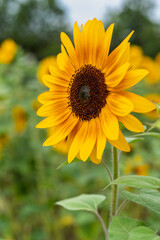 Obraz premium Sonnenblume