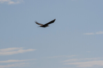 Flying rook on blue sky background. Copy space.