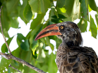 Grautoko (Lophoceros nasutus)