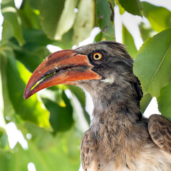 Grautoko (Lophoceros nasutus)