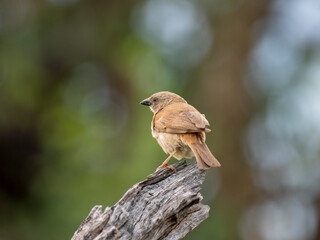 Damarasperling (Passer diffusus)