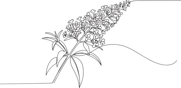 Elegant Single Line Drawing of a Butterfly Bush Blossom and Leav