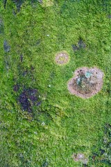 木の幹に生えた苔の模様