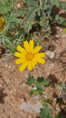 Macro close-up of a bright yellow field flower (daisy or groundsel) blooming in a dry, natural environment. Simple summer nature background and floral detail.