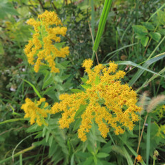 日本で秋にセイタカアワダチソウが黄色い花を咲かせています