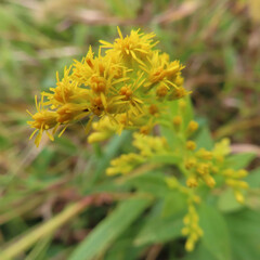 日本で秋にセイタカアワダチソウが黄色い花を咲かせています