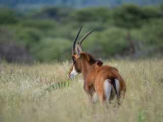 Rappenantilope (Hippotragus niger)
