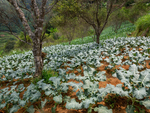 A wide view of an agricultural hillside, showcasing rows of young, leafy vegetables (cabbage) in red-brown soil, interspersed with lime trees. Captures the essence of diverse mountain farming