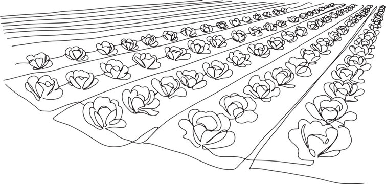 Continuous line drawing showing rows of lettuce crops in a field