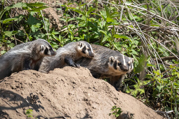 badger family on mound