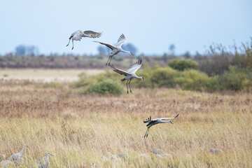 four sandhill cranes landing in formation