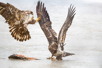 two eagles fighting over fish on the ice