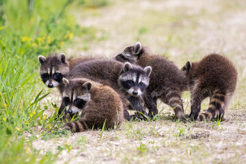 litter of baby raccoons huddled together