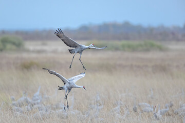 two cranes landing among a large flock